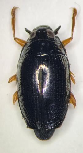 Gyrinus dejeani